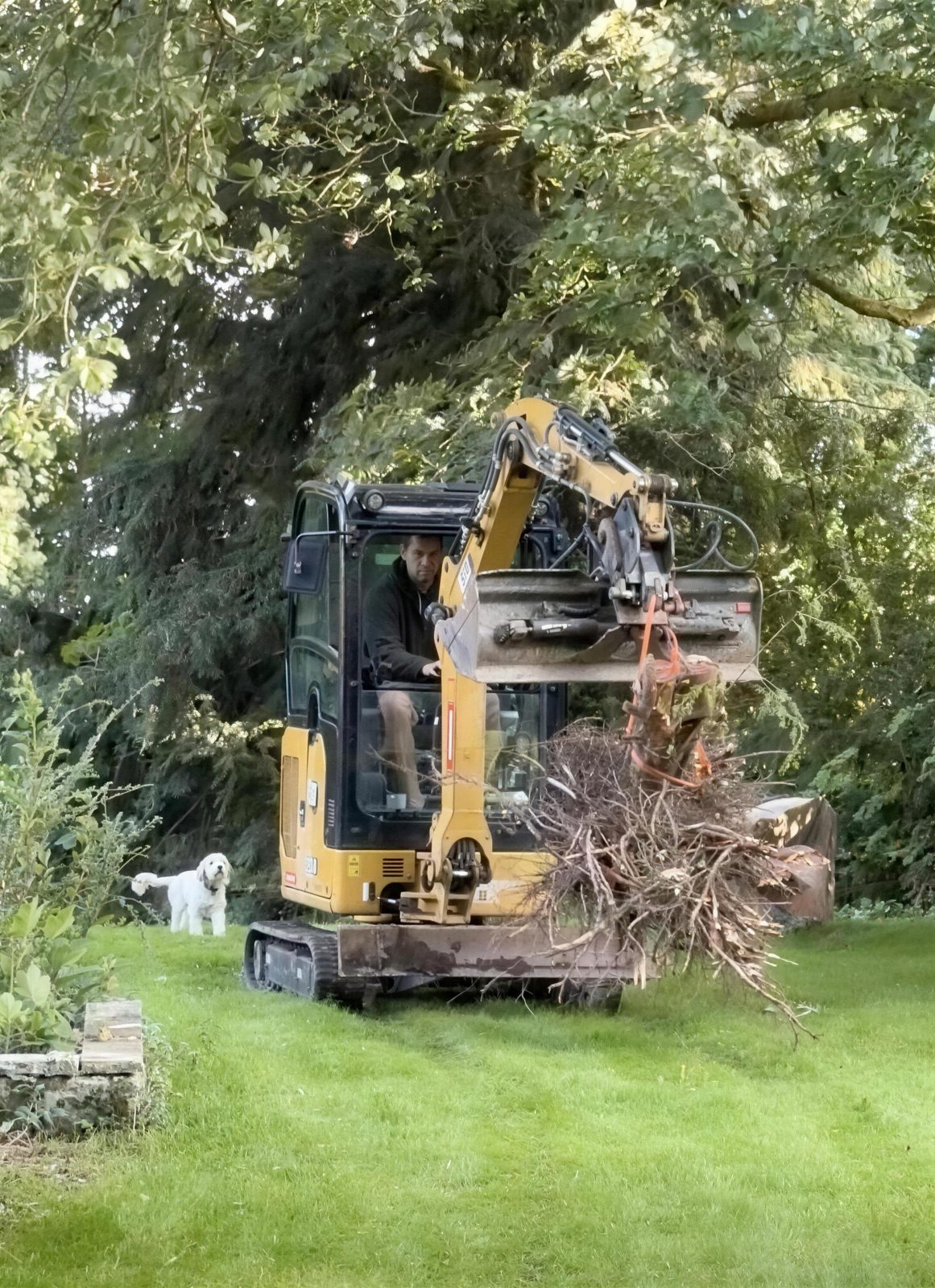 Minibagger hebt einen Wurzelballen am Gurt aus dem Beet