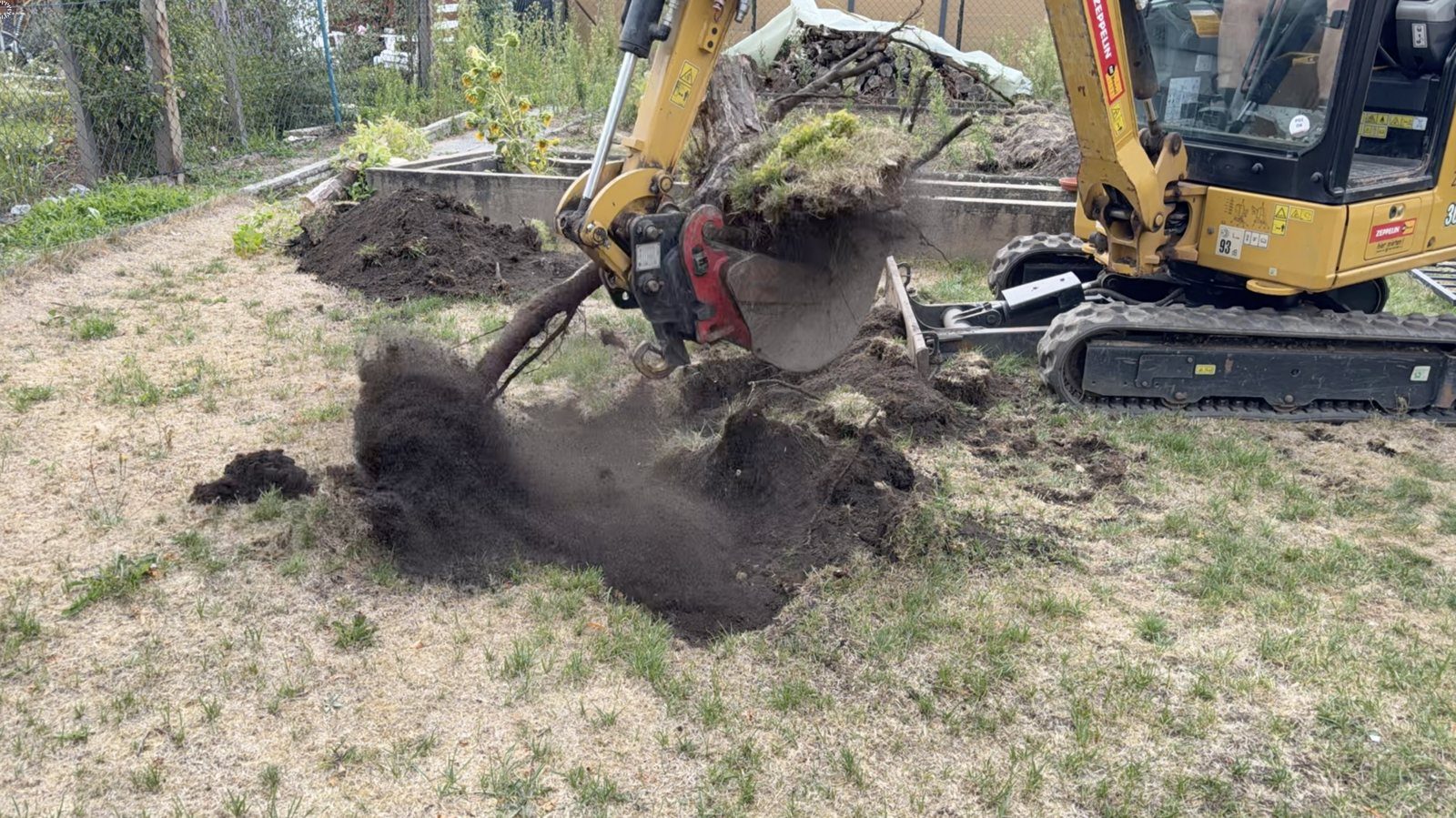 Minibagger hebt einen Baumstumpf samt Wurzelwerk aus dem Rasen